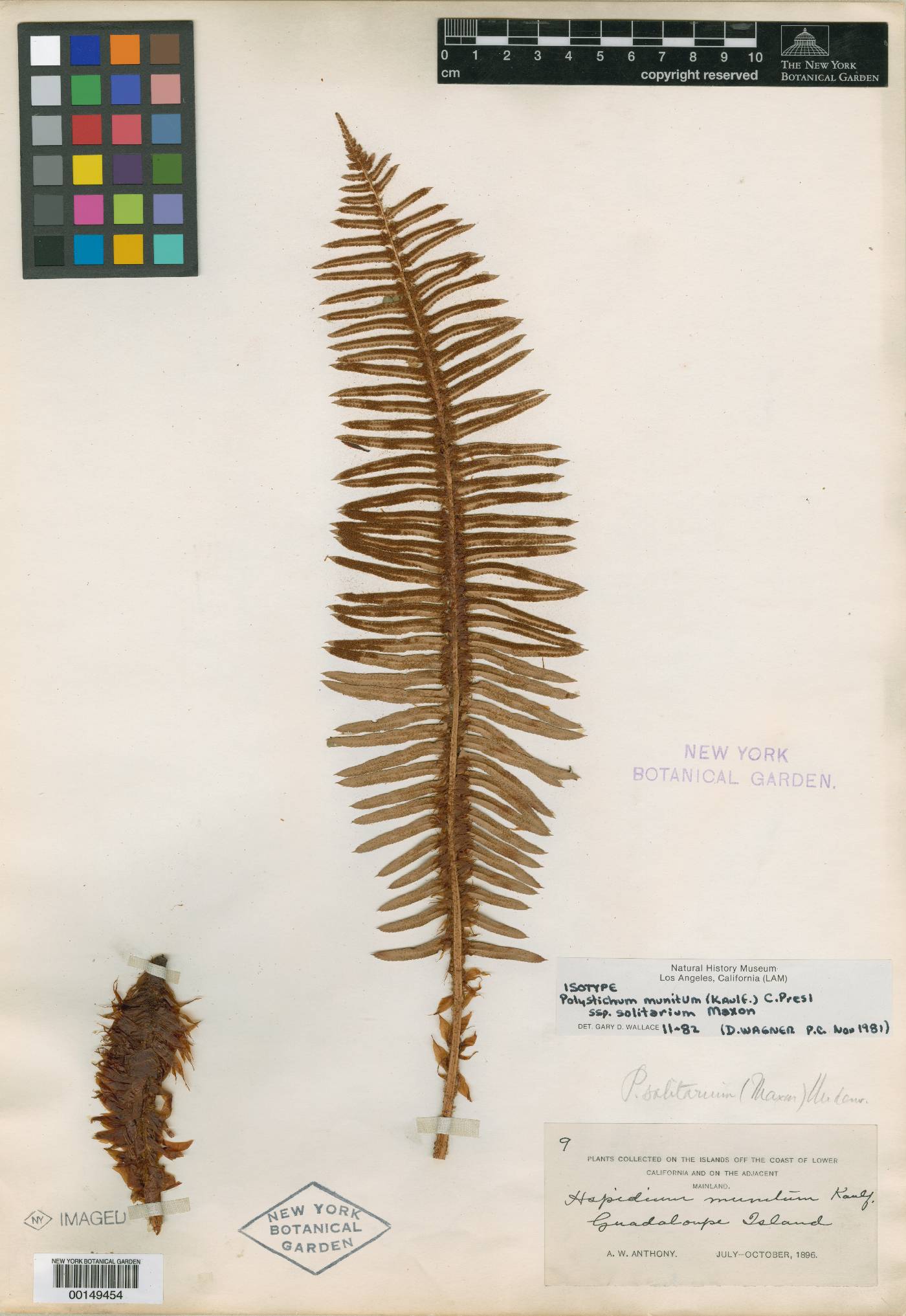 Polystichum munitum image