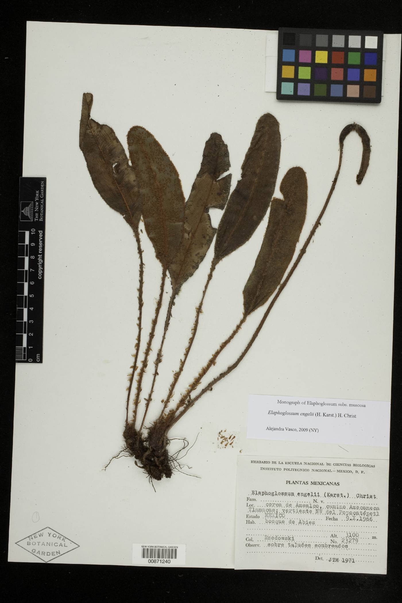 Elaphoglossum engelii image