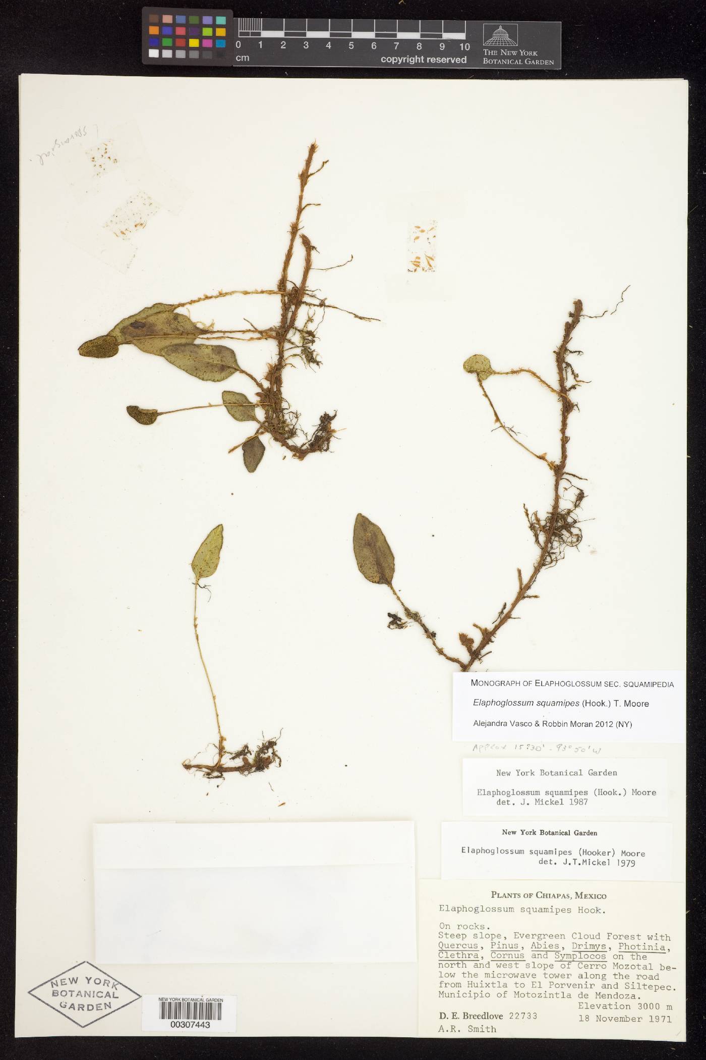 Elaphoglossum squamipes image