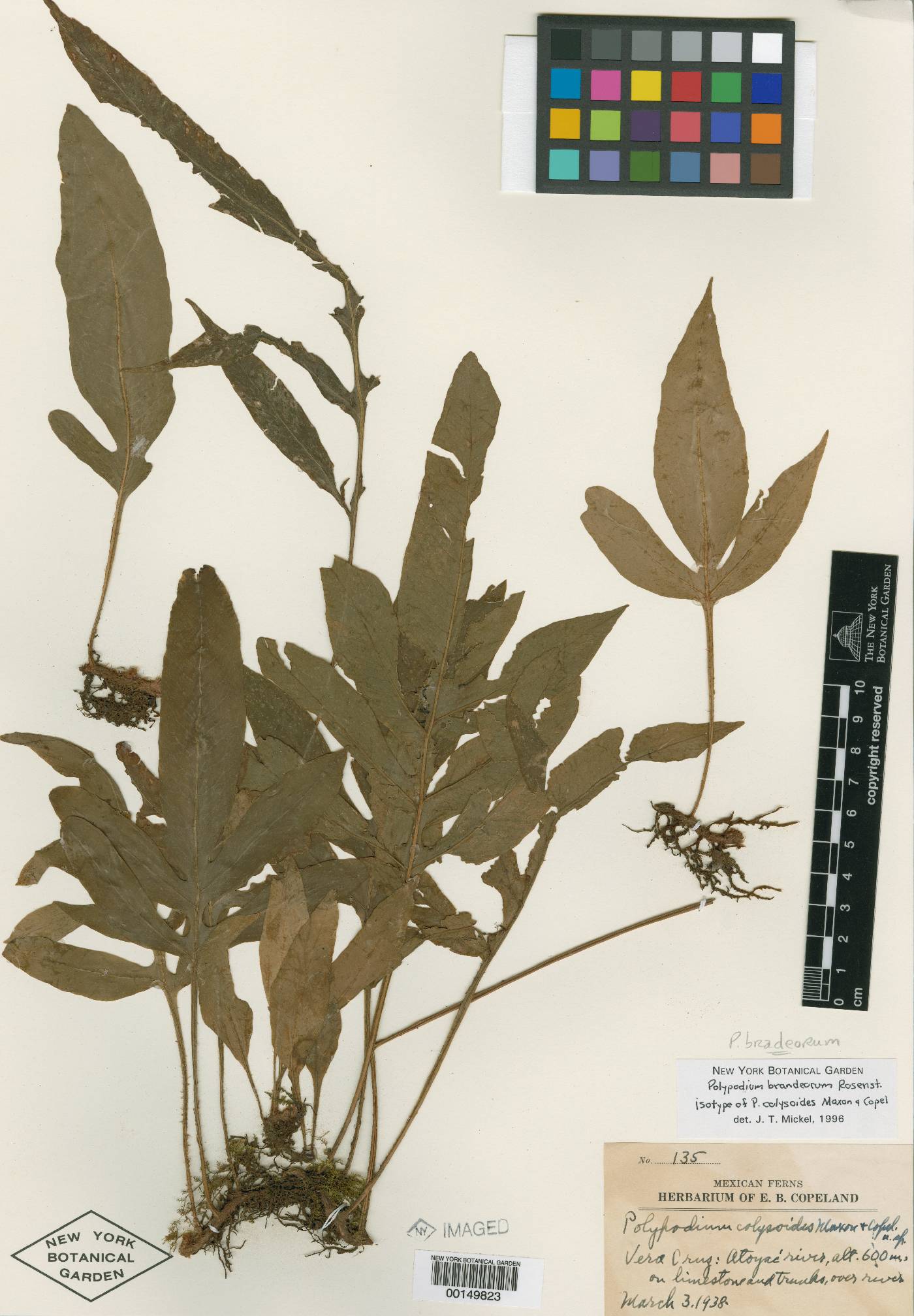 Polypodium colysoides image