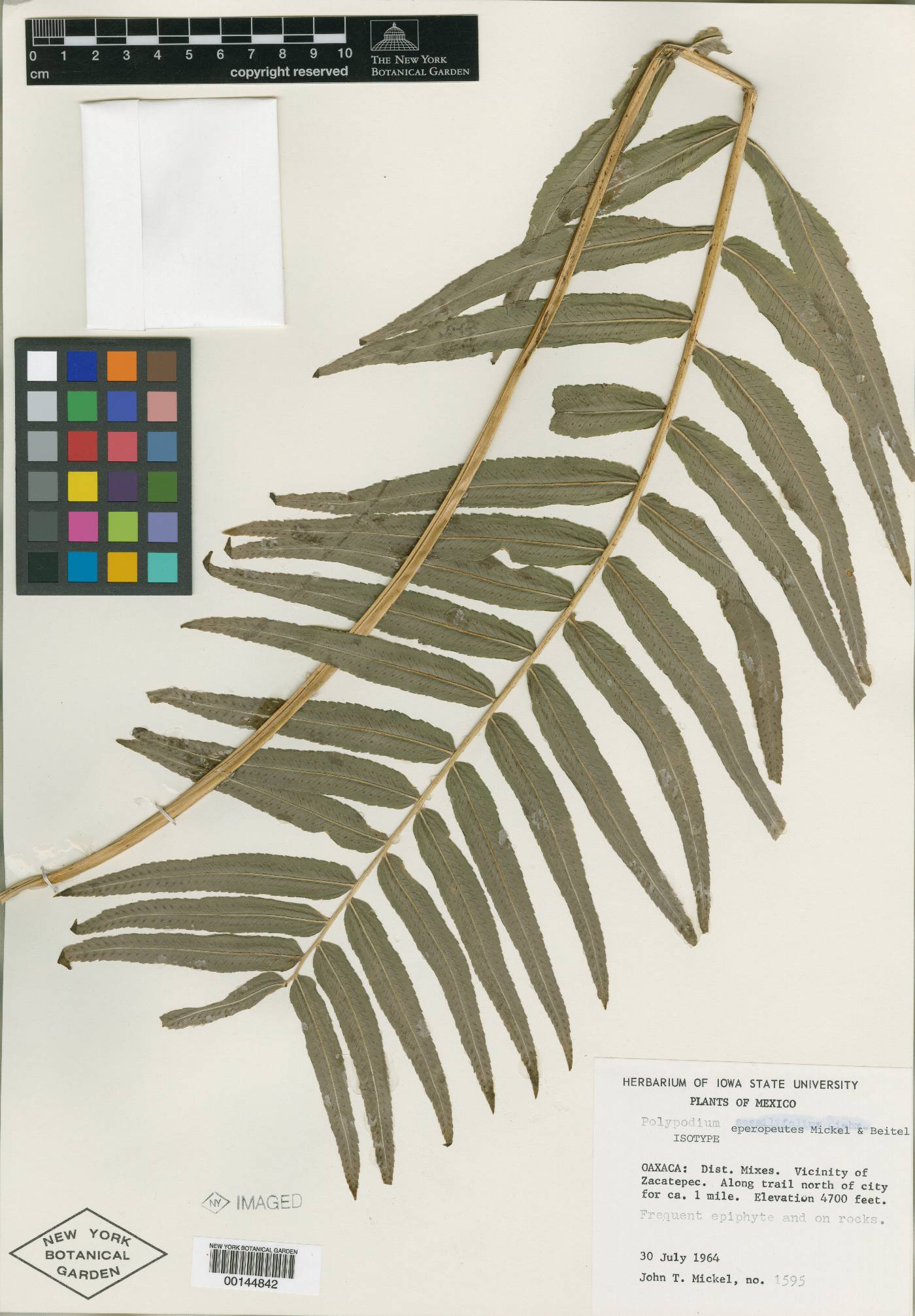 Polypodium eperopeutes image