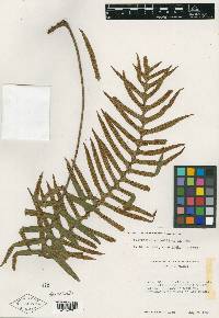 Polypodium collinsii image