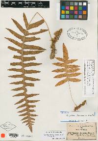 Polypodium arcanum image