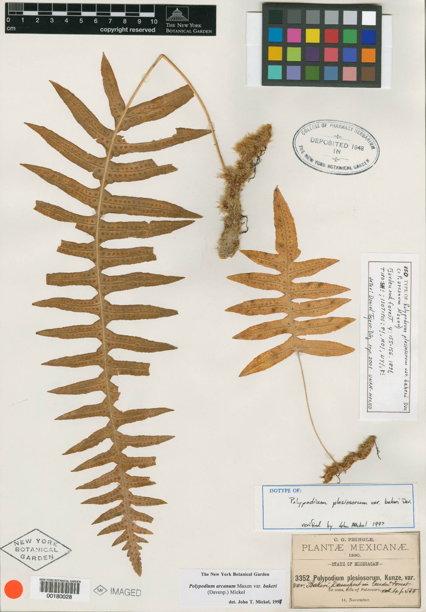 Polypodium arcanum var. bakeri image