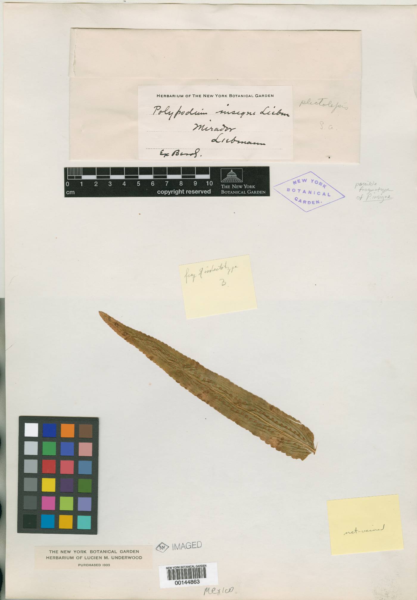 Leptochilus insignis image