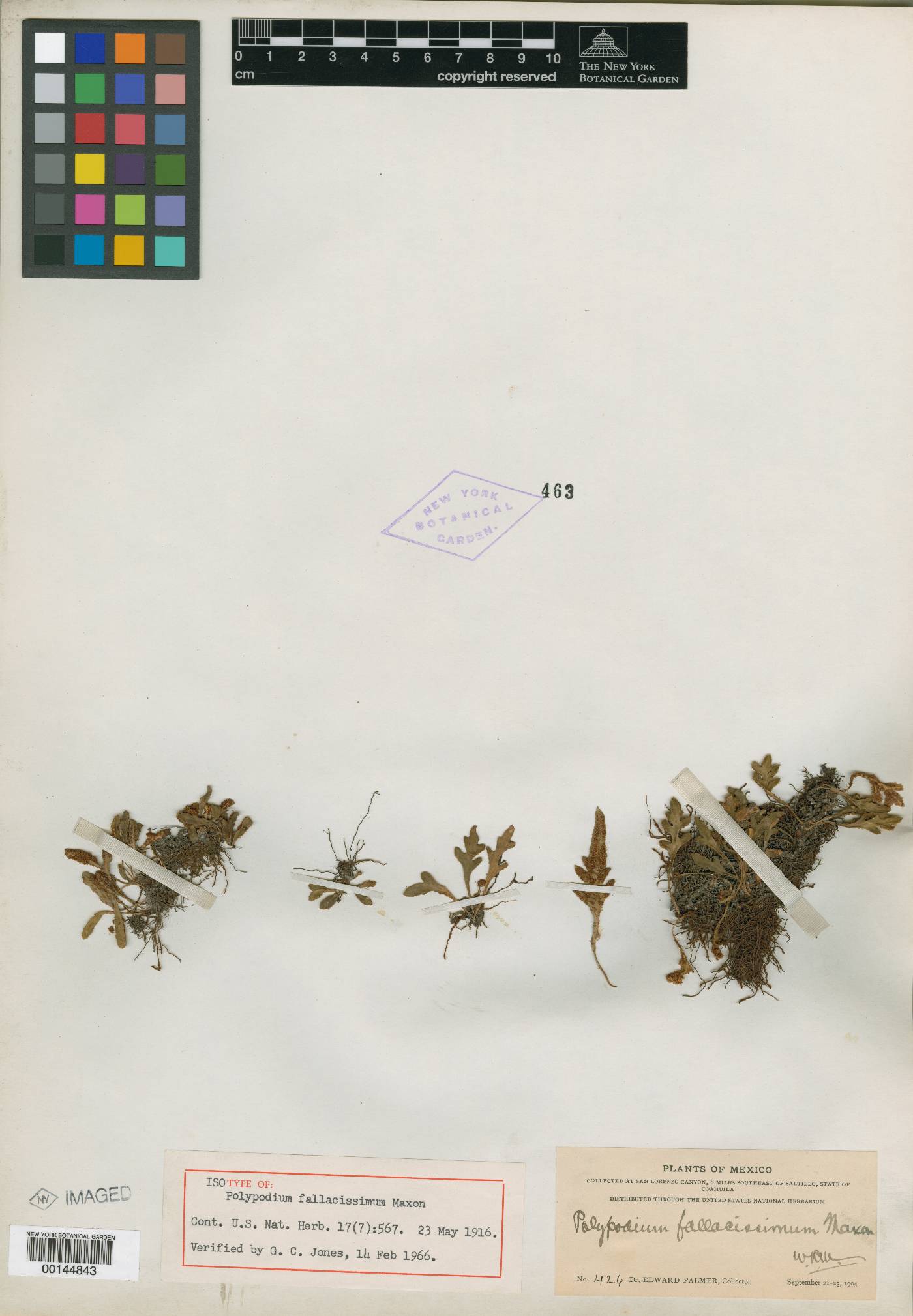Polypodium fallacissimum image