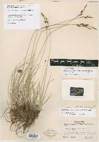 Carex parryana image