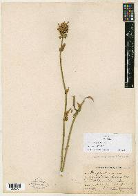 Penstemon laxus image