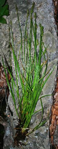 Carex laevivaginata image