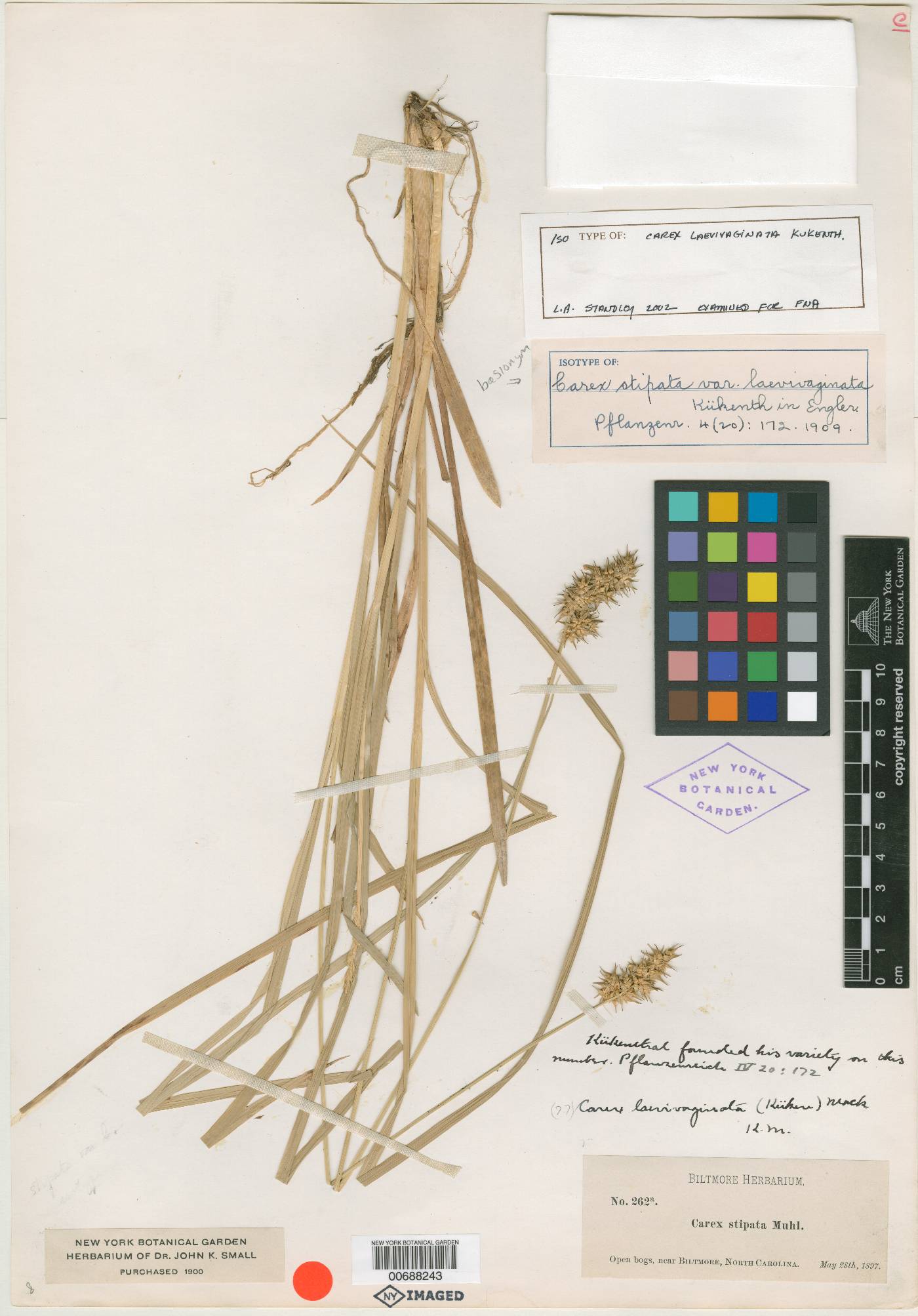Carex stipata var. laevivaginata image
