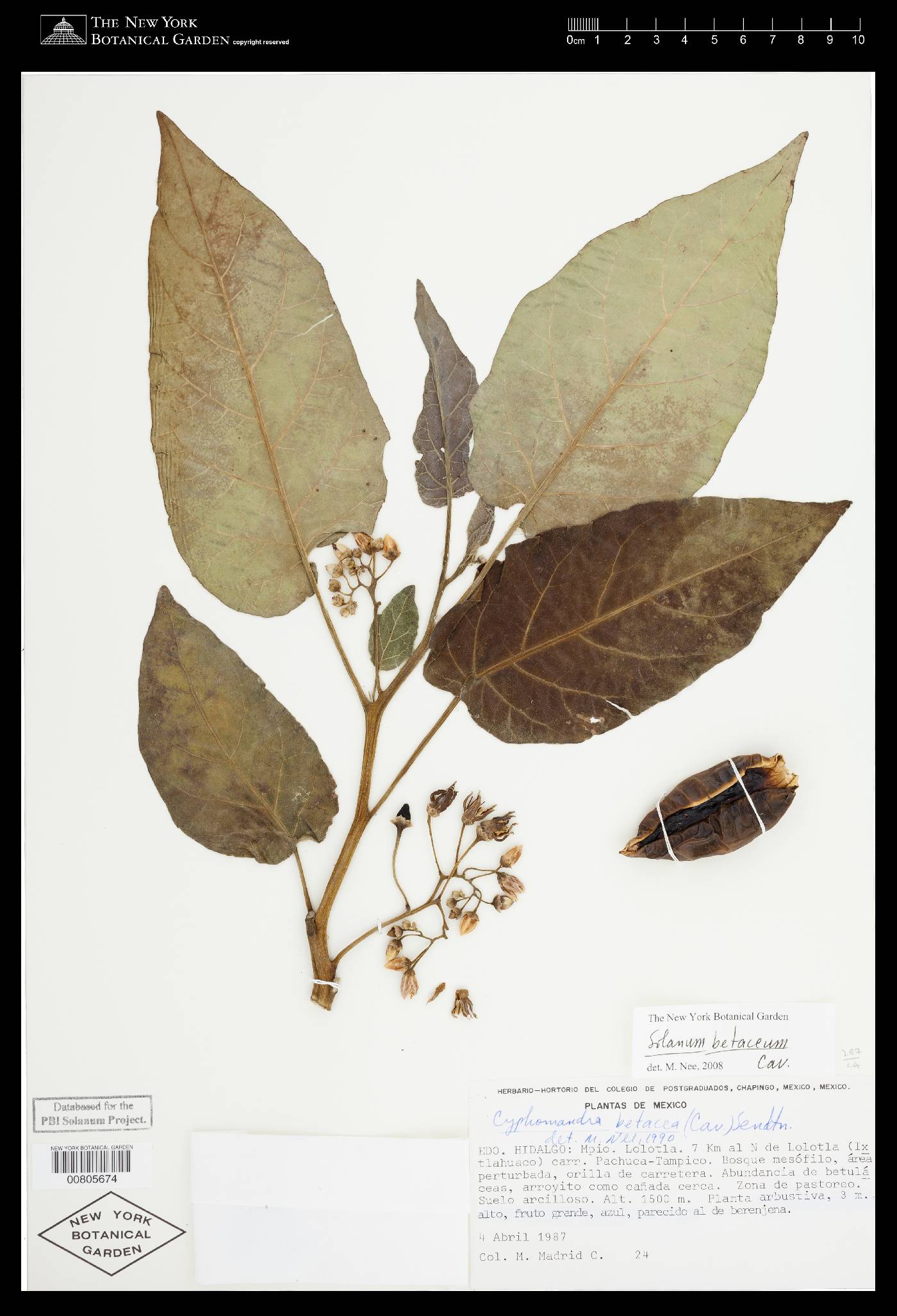 Solanum betaceum image