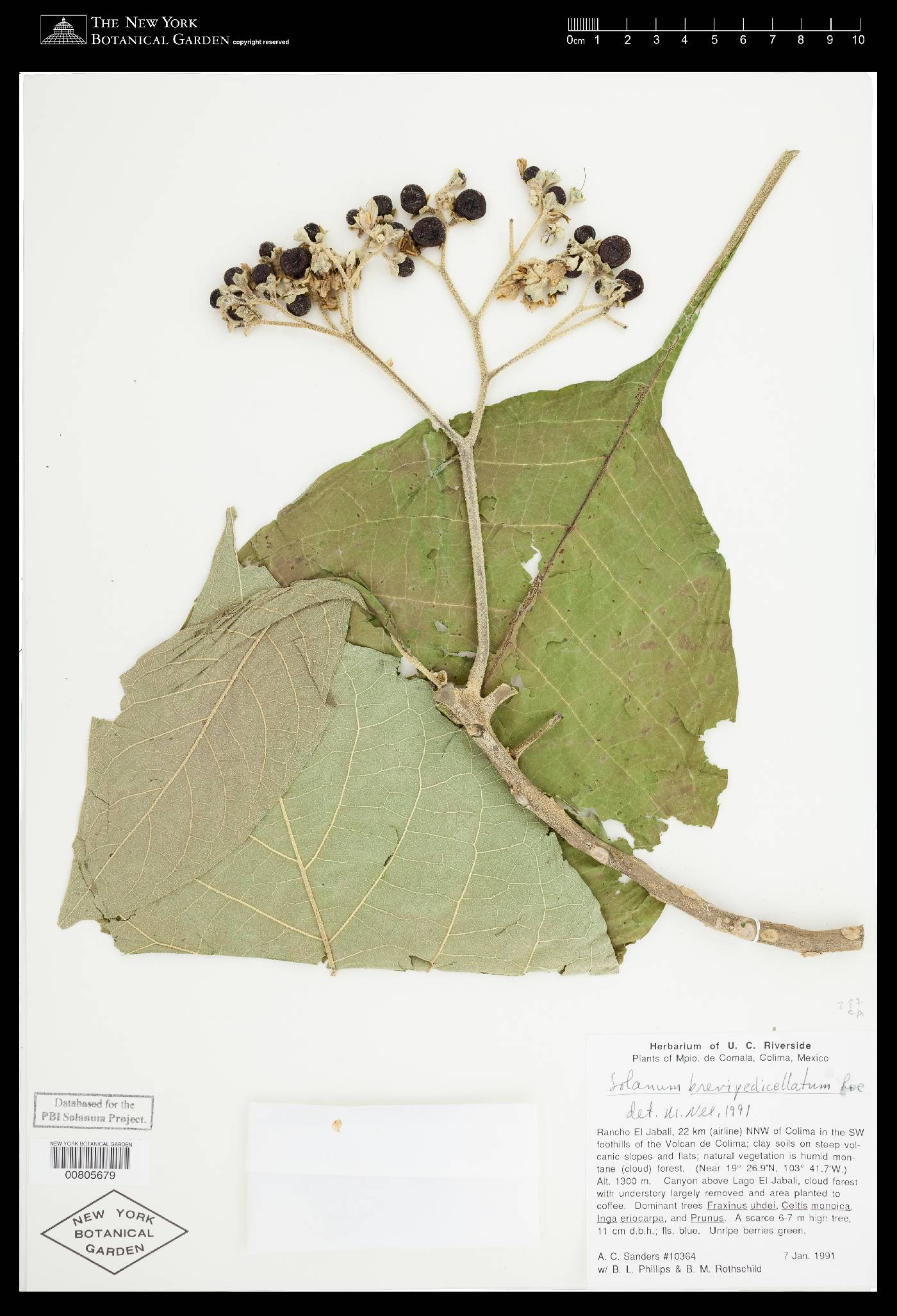 Solanum brevipedicellatum image