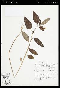 Solanum bulbocastanum image