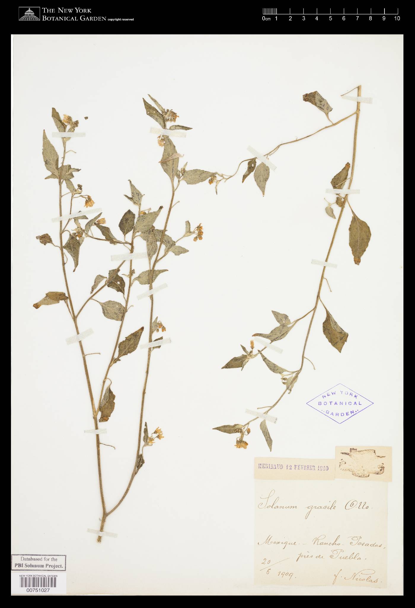 Solanum nigrescens image