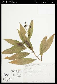 Solanum aligerum image