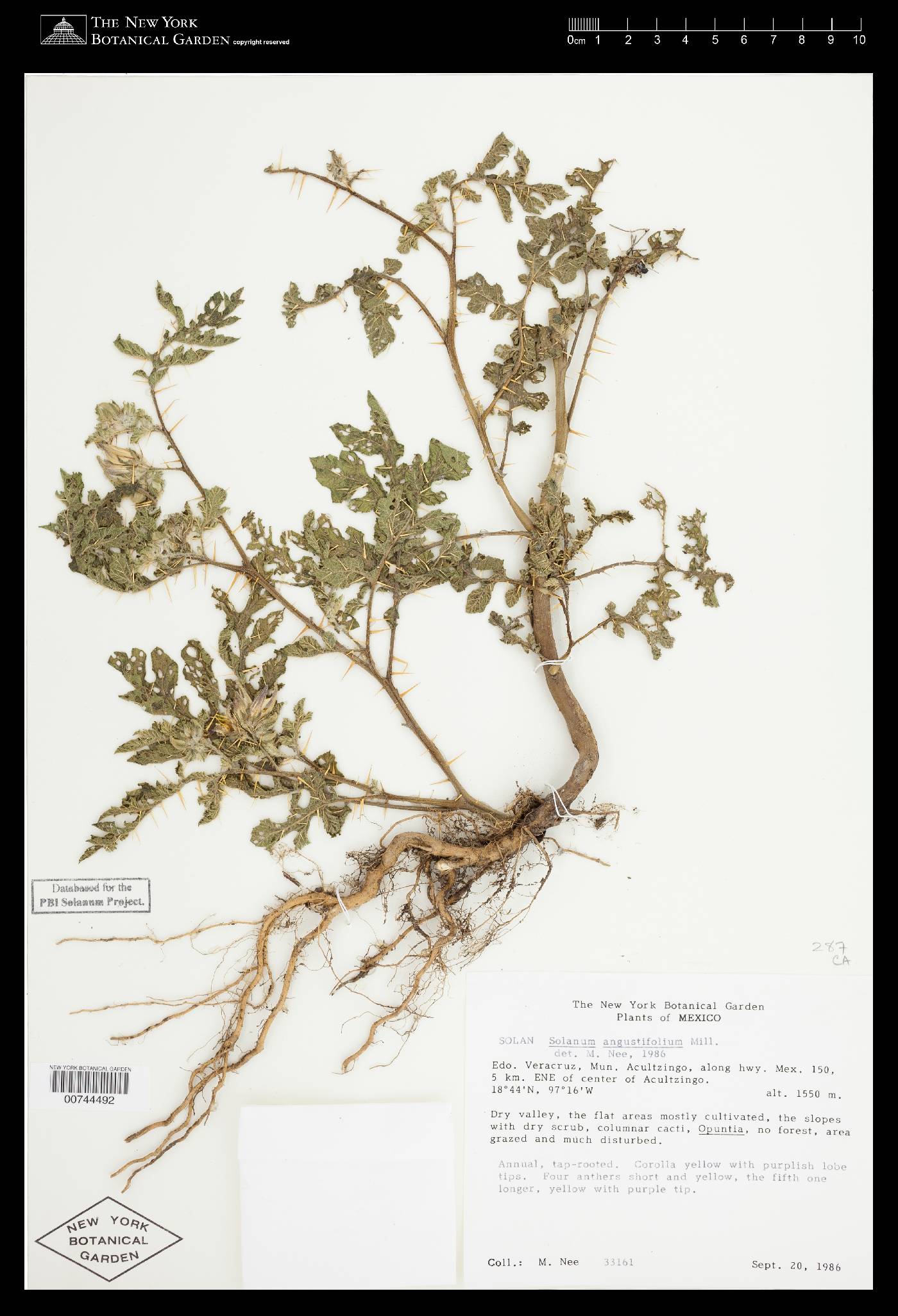 Solanum angustifolium image