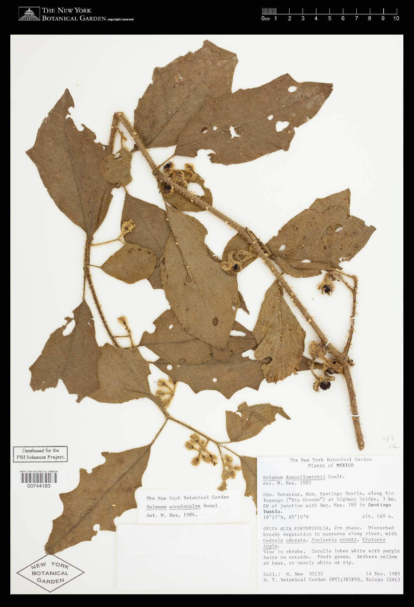 Solanum volubile image