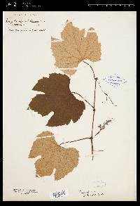 Vitis labrusca image