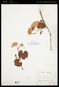 Vitis labrusca image