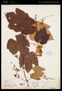 Vitis labrusca image