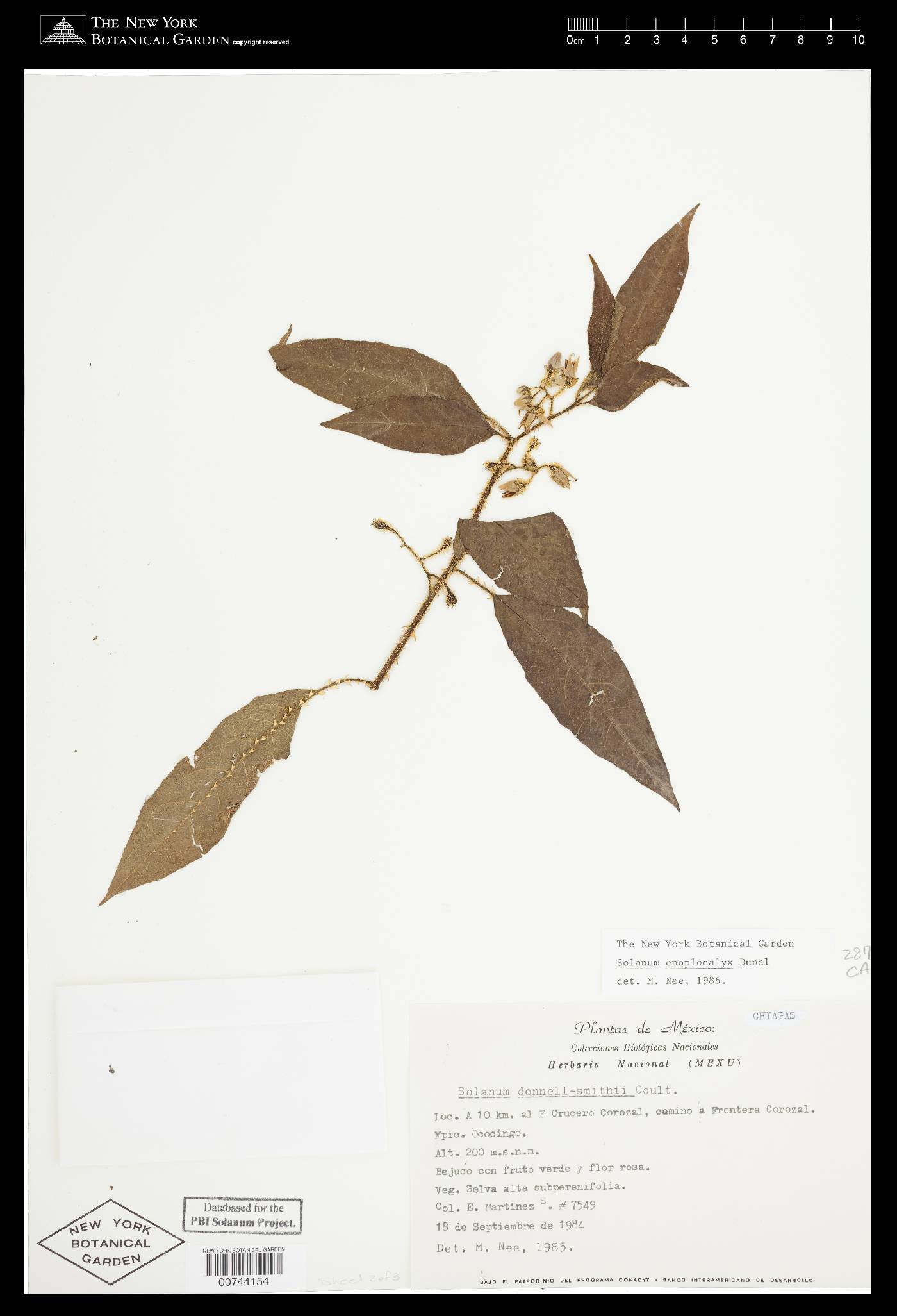Solanum volubile image