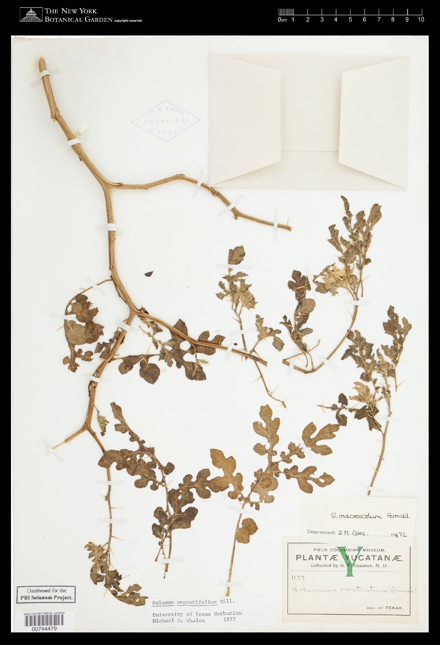 Solanum angustifolium image