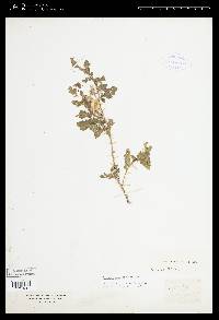 Solanum angustifolium image