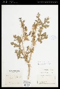 Solanum angustifolium image