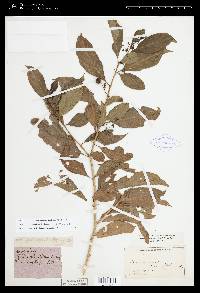 Solanum aphyodendron image