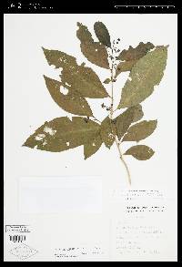 Solanum aphyodendron image