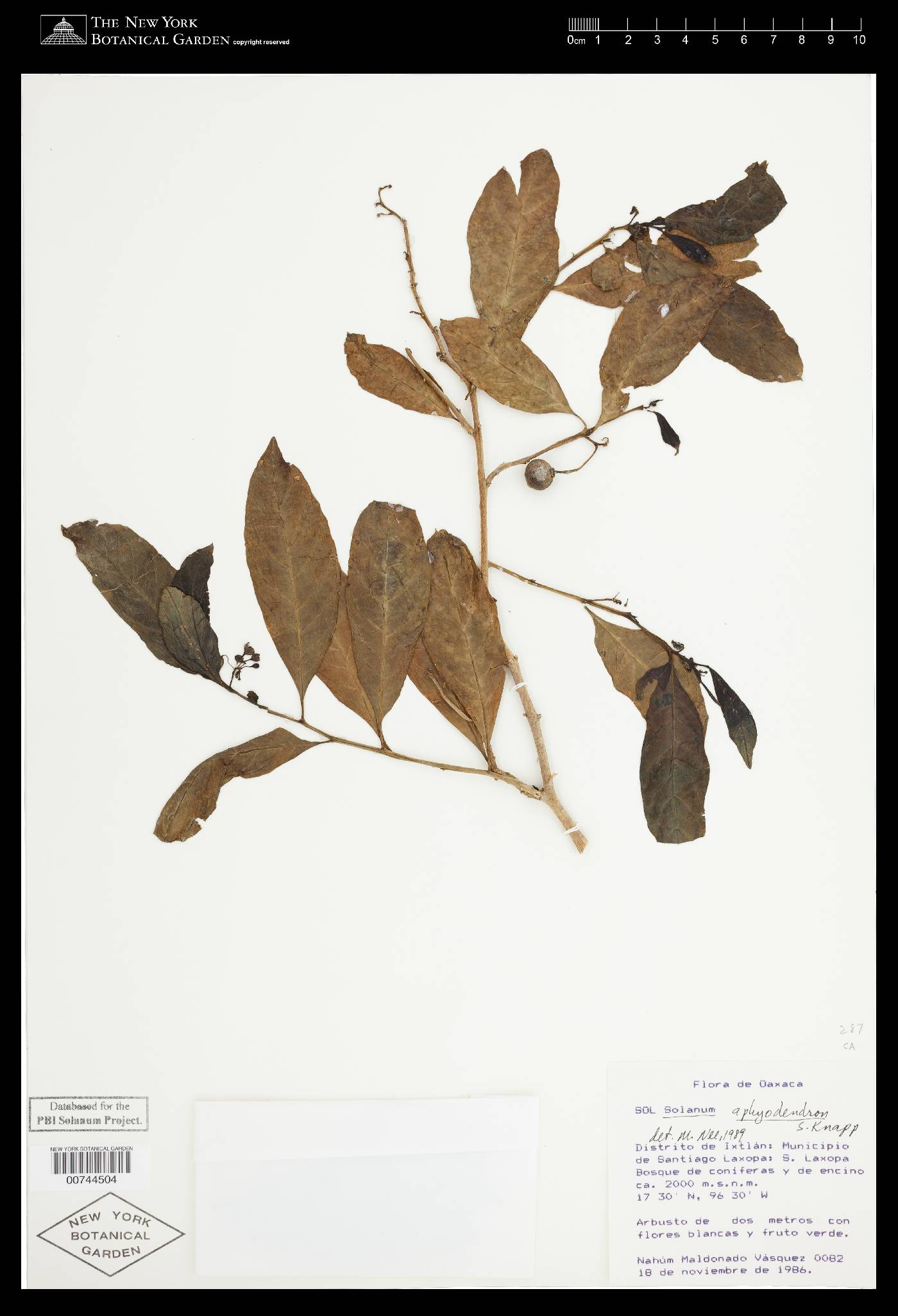 Solanum aphyodendron image