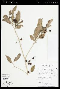 Solanum aphyodendron image