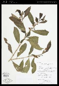 Solanum aphyodendron image