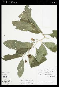 Solanum aphyodendron image