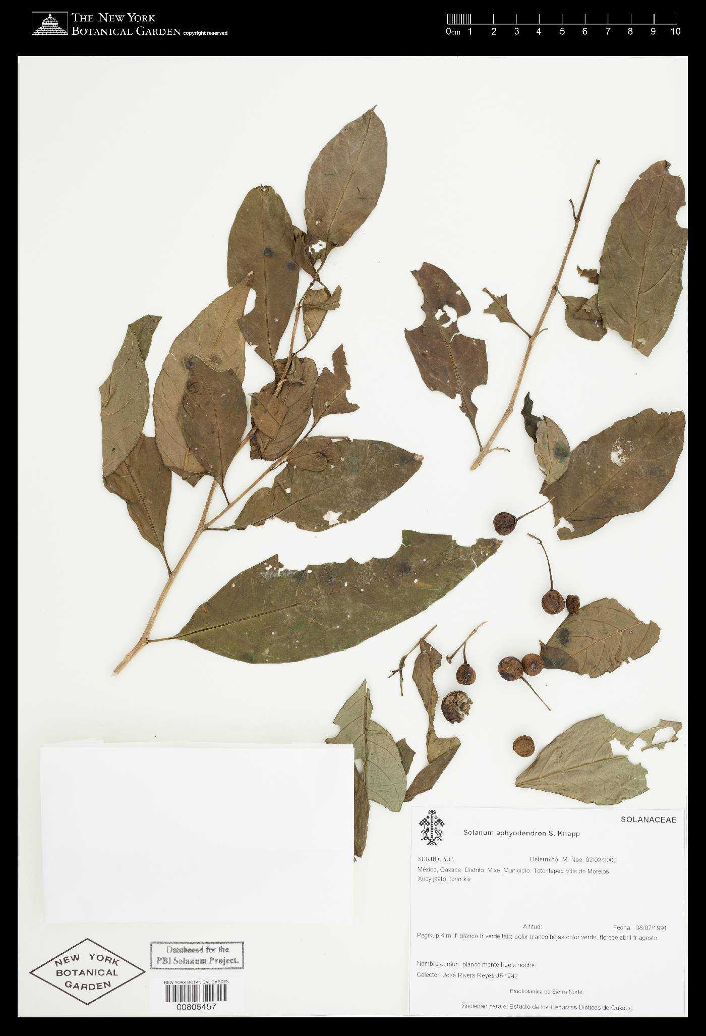 Solanum aphyodendron image