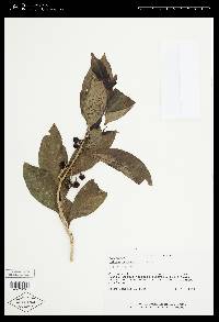 Solanum aphyodendron image