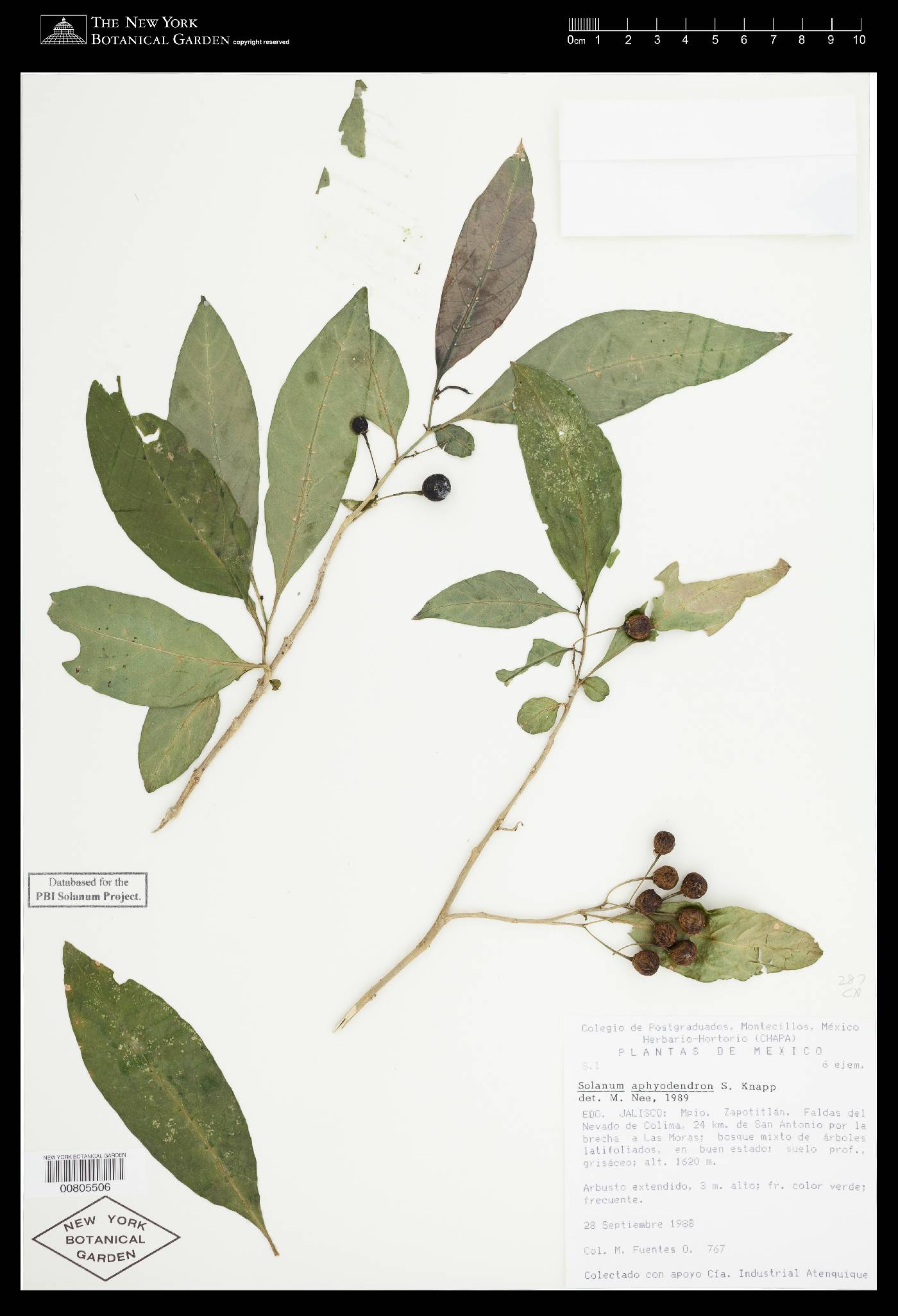 Solanum aphyodendron image