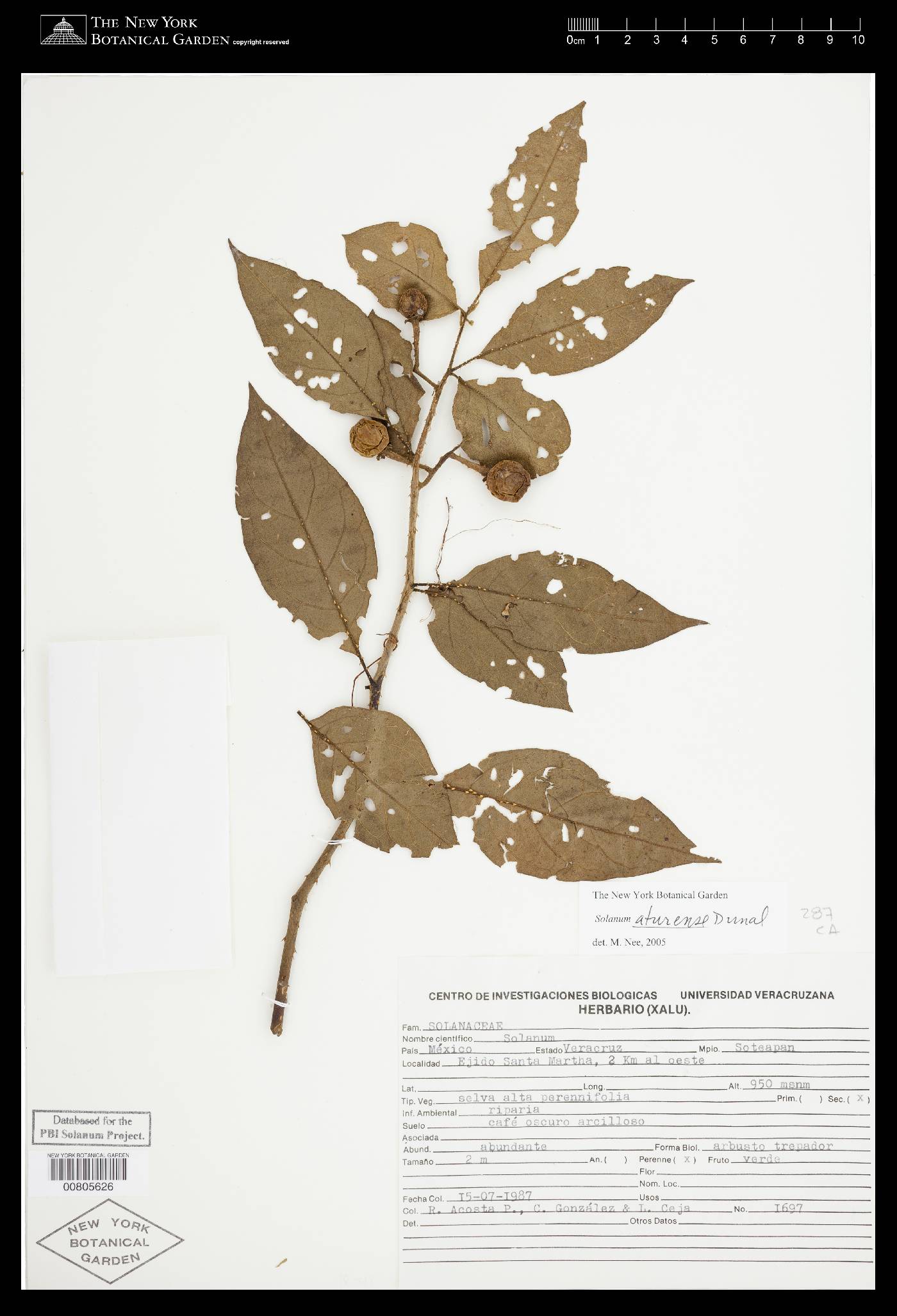 Solanum aturense image