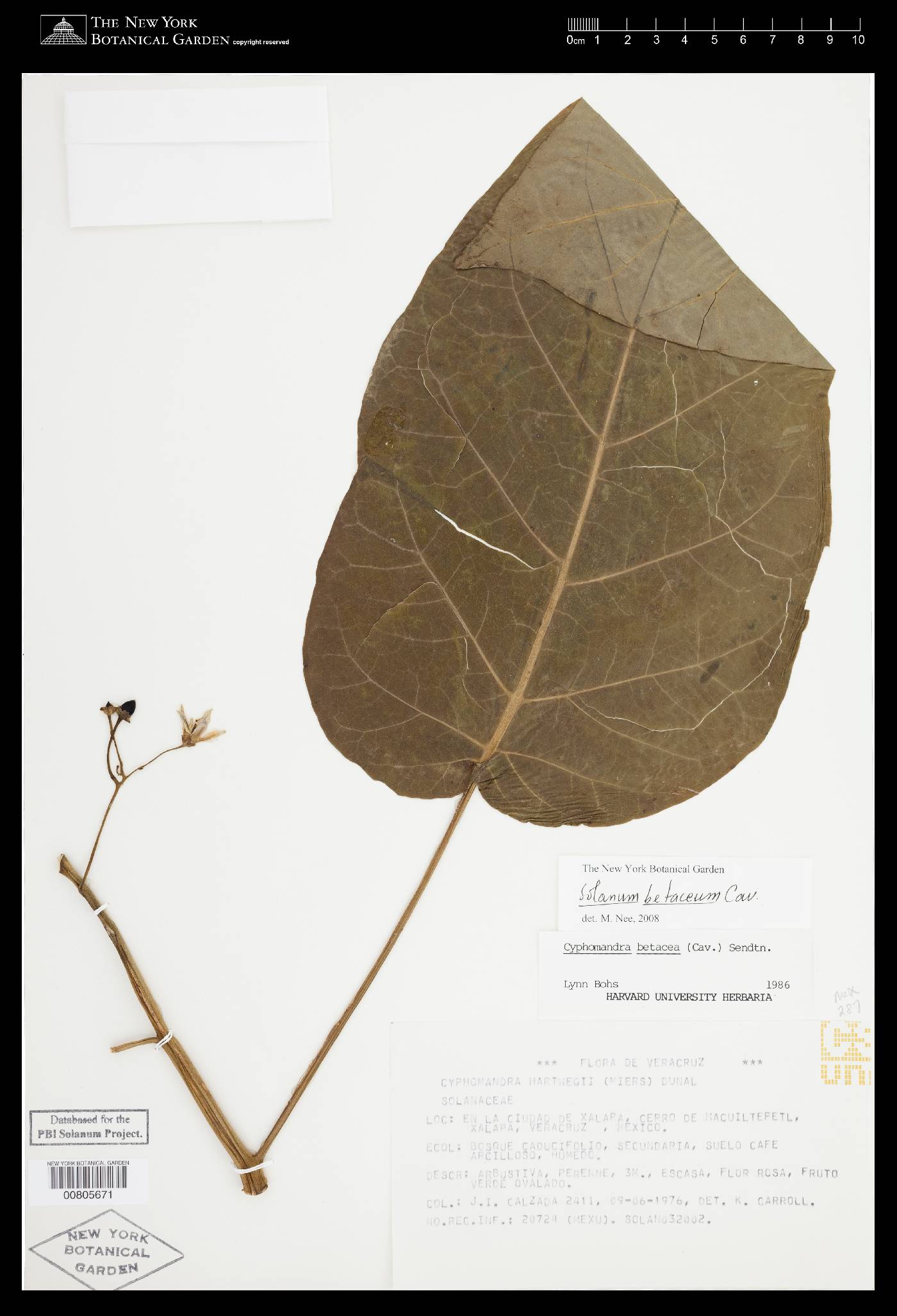 Solanum betaceum image