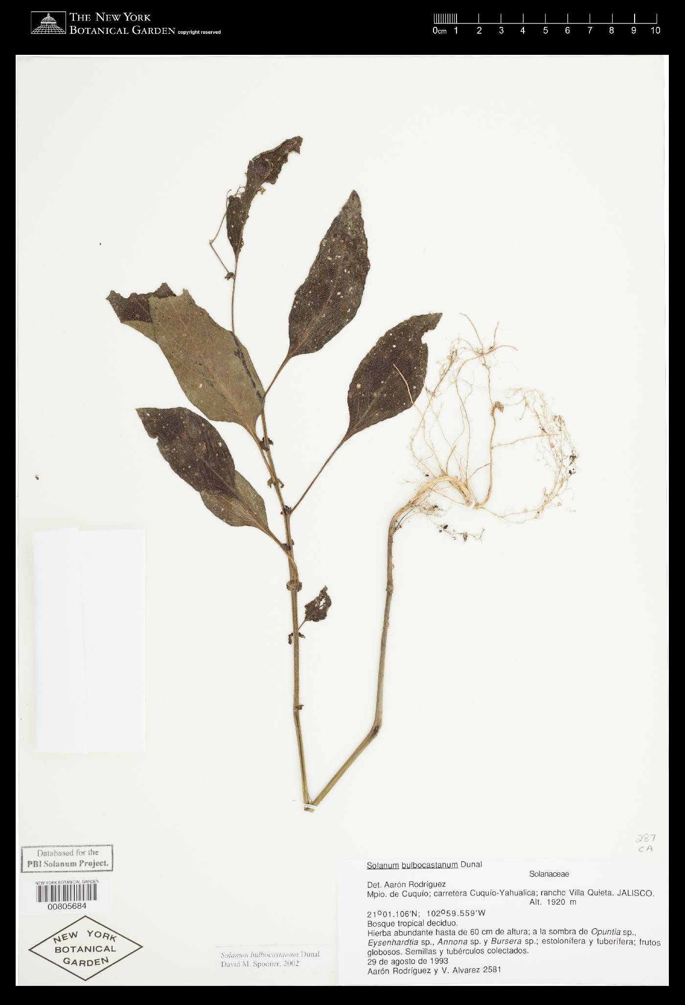 Solanum bulbocastanum image