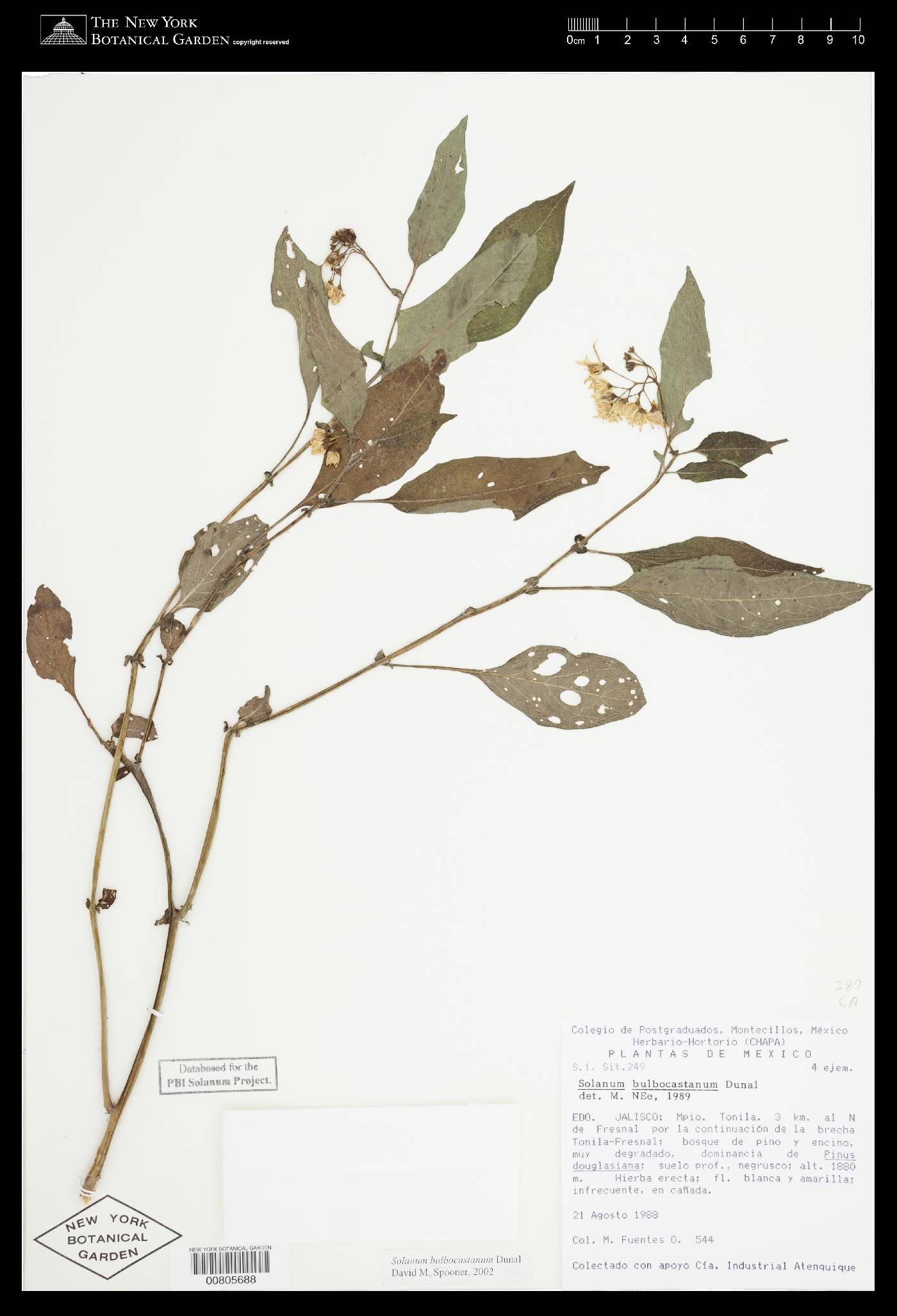 Solanum bulbocastanum image