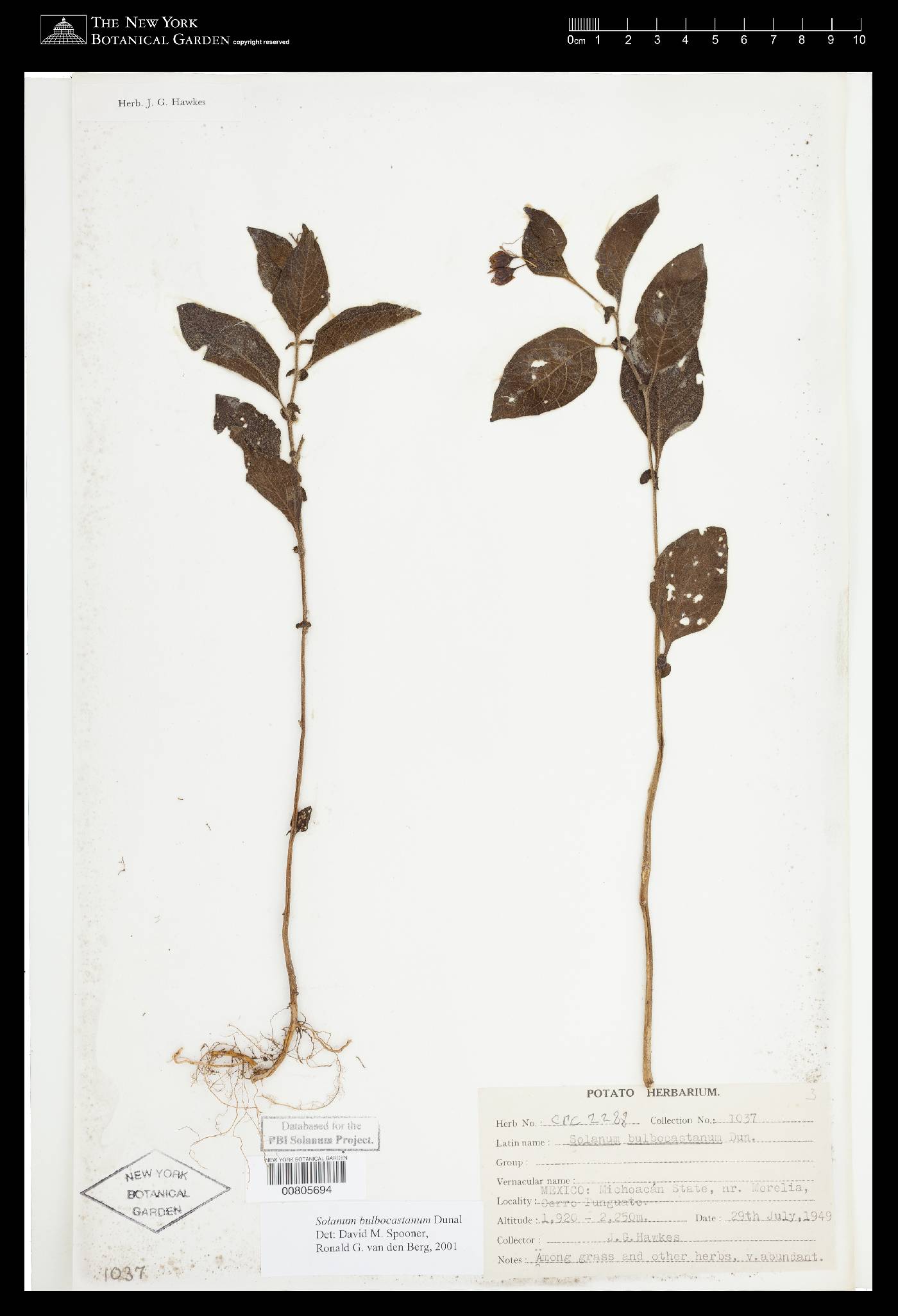 Solanum bulbocastanum image