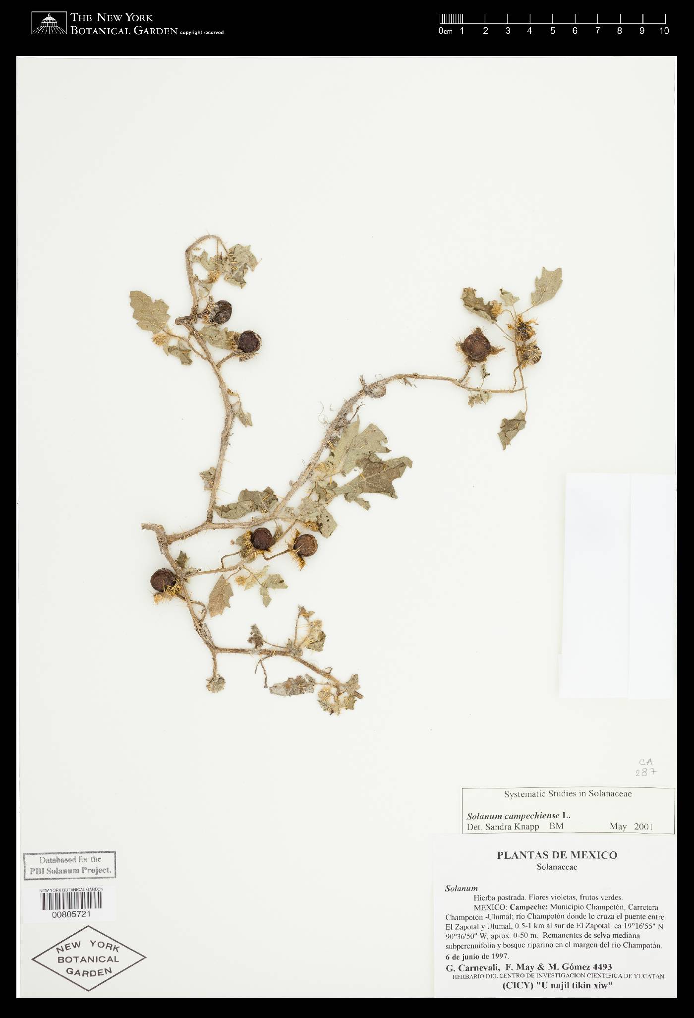 Solanum campechiense image