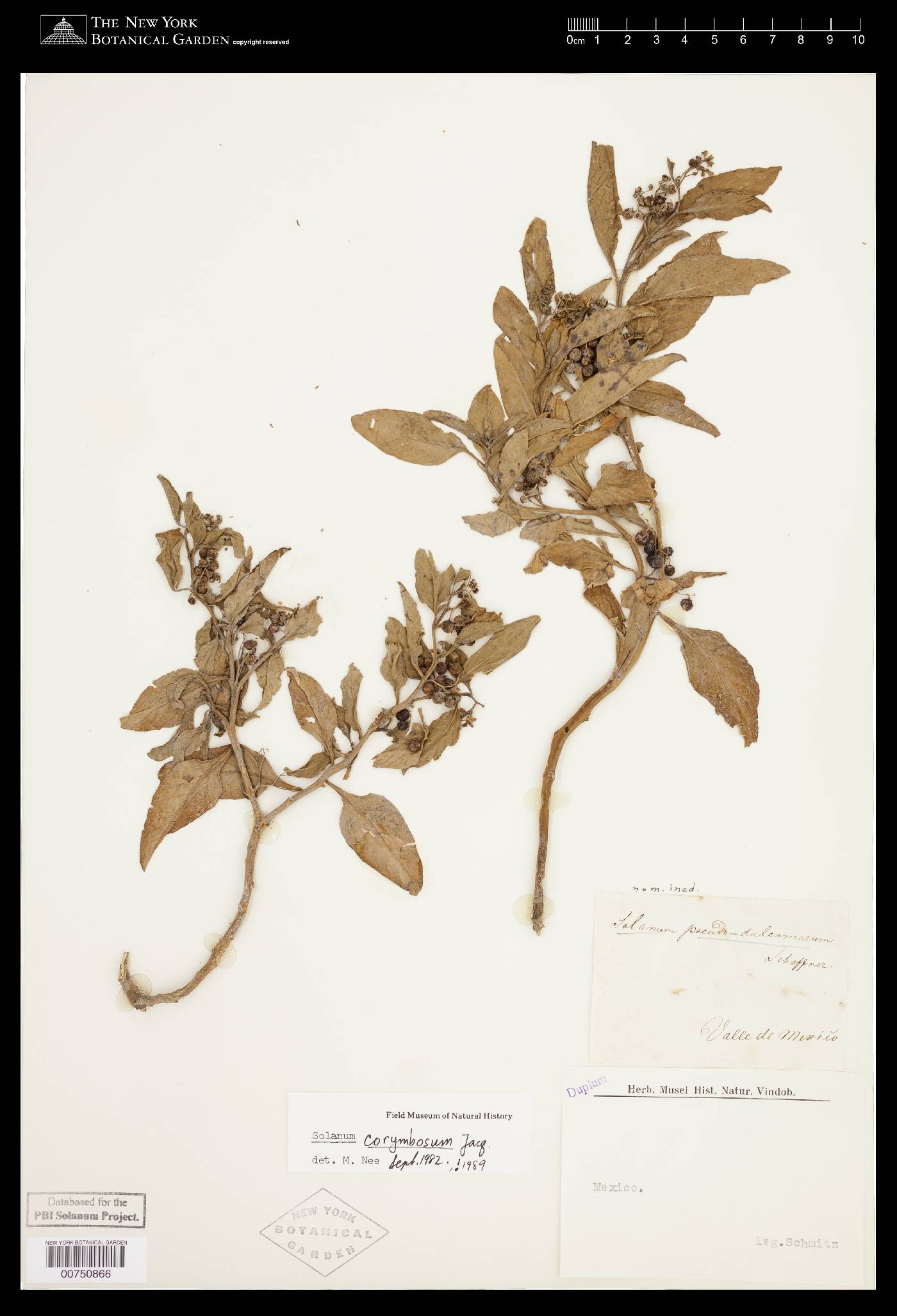 Solanum corymbosum image