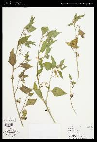 Solanum dasyadenium image