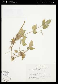Solanum dasyadenium image