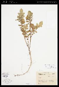 Solanum demissum image