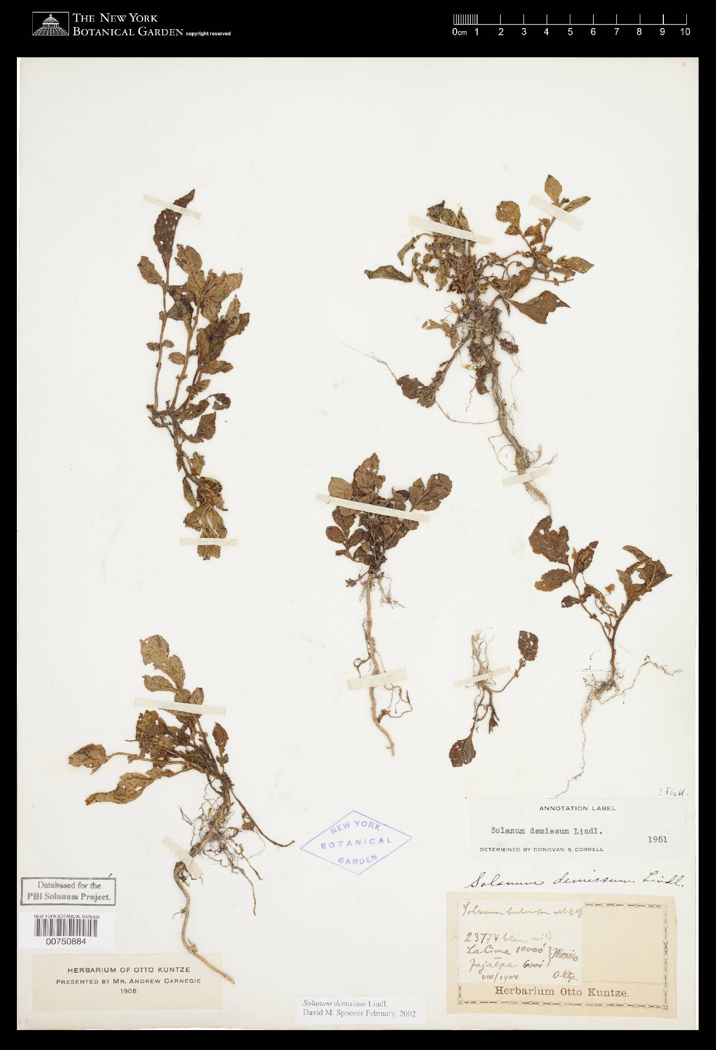 Solanum demissum image