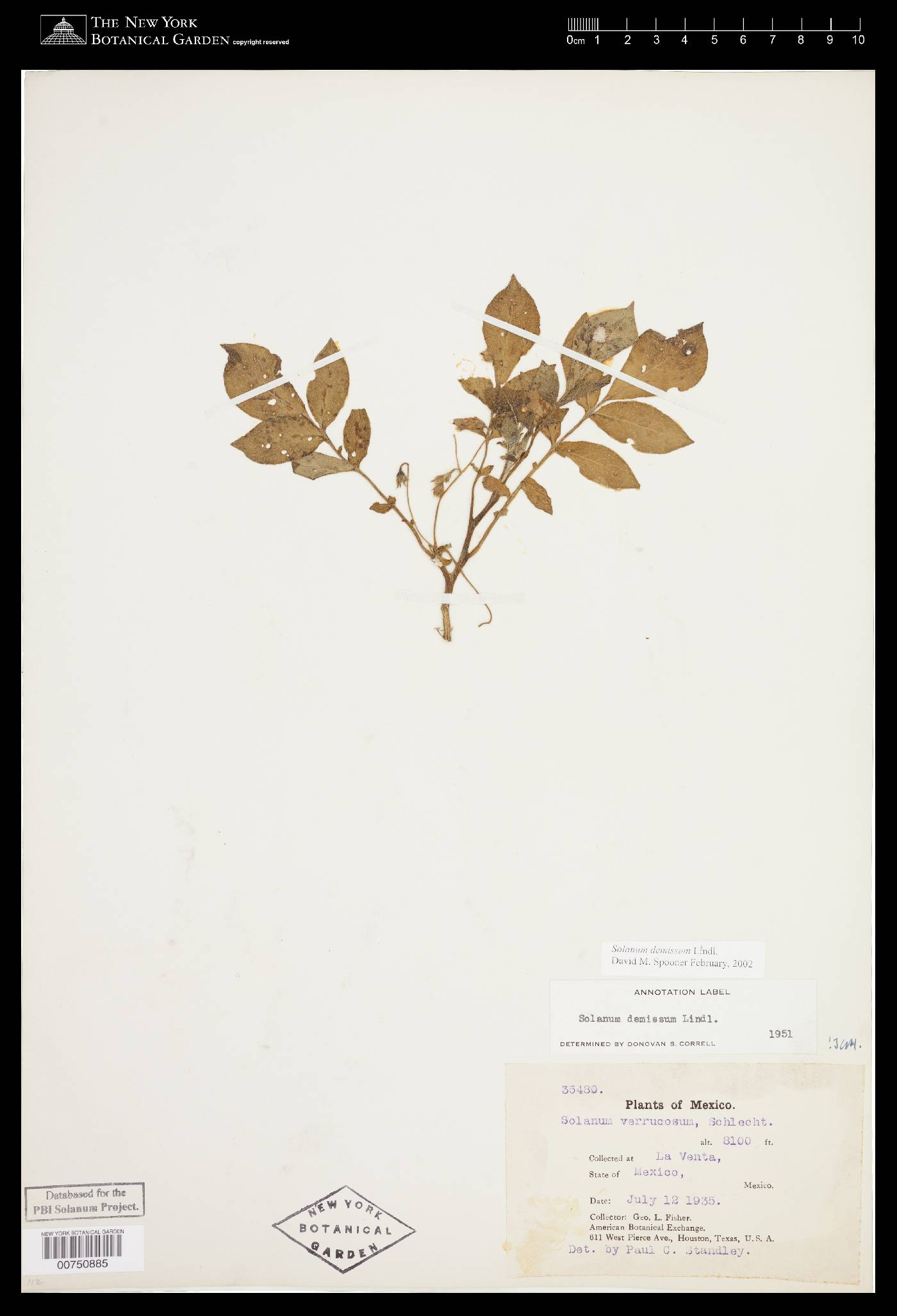 Solanum demissum image