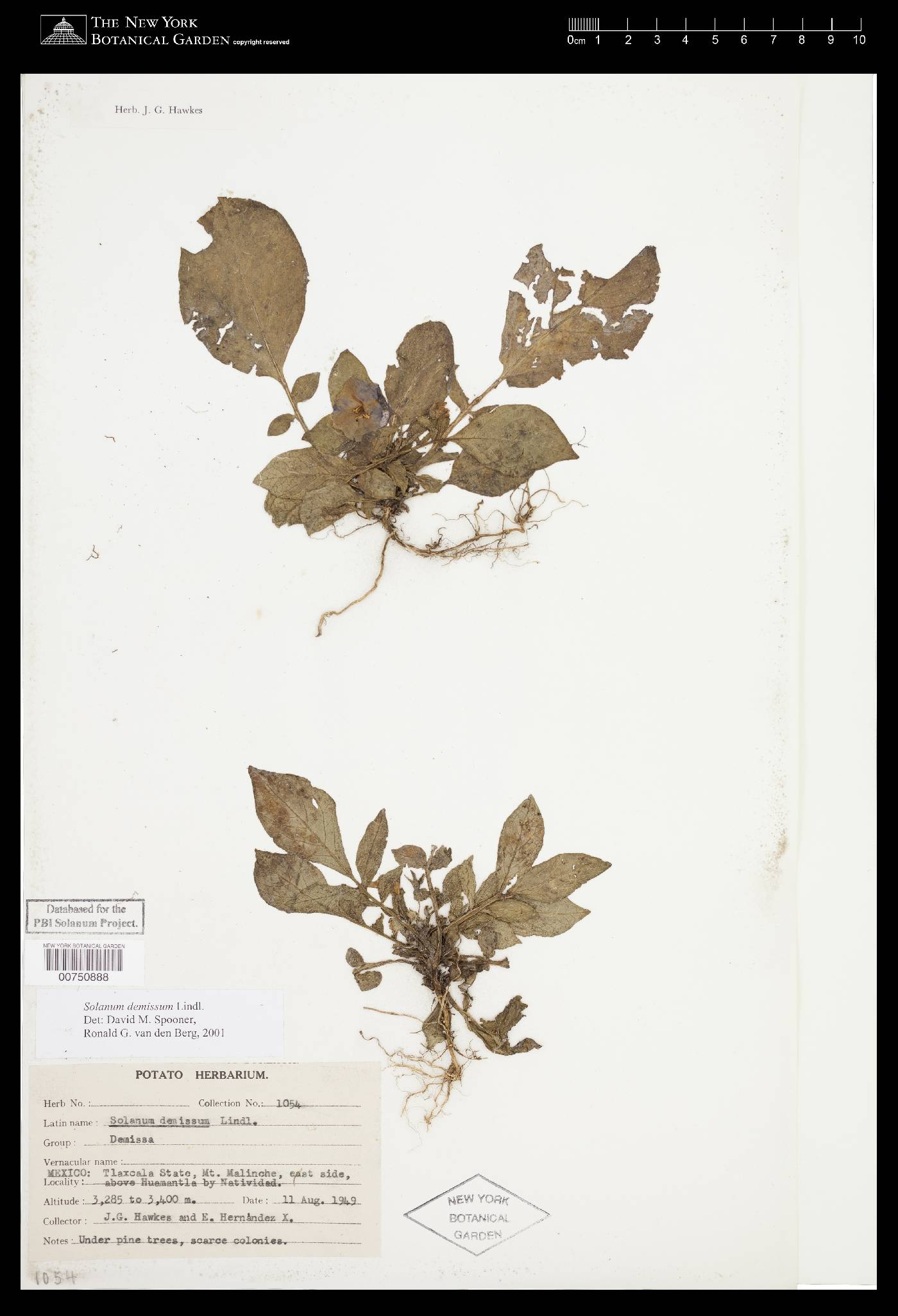 Solanum demissum image